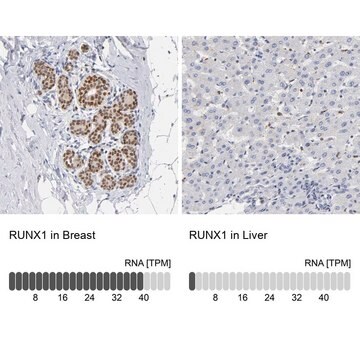 Anti-RUNX1 antibody produced in rabbit Prestige Antibodies&#174; Powered by Atlas Antibodies, affinity isolated antibody, buffered aqueous glycerol solution