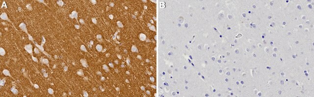 Anti-SIRPA Antibody, clone 3N8 ZooMAb&#174; Rabbit Monoclonal recombinant, expressed in HEK 293 cells