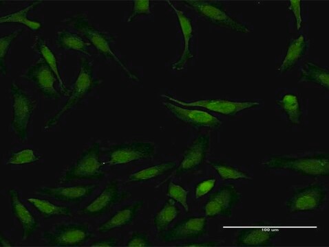 Monoclonal Anti-STAT6 antibody produced in mouse clone 4G7, purified immunoglobulin, buffered aqueous solution