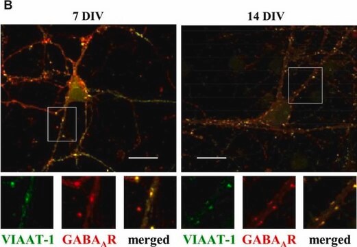 Anticorps anti-récepteur GABA&nbsp;A&nbsp;&#946; à chaîne&nbsp;2,3, clone&nbsp;BD17 clone BD17, Chemicon&#174;, from mouse