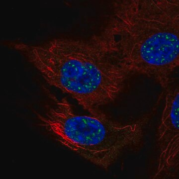 Anty-NFATC4 Prestige Antibodies&#174; Powered by Atlas Antibodies, affinity isolated antibody