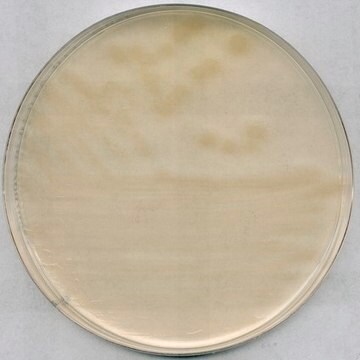 R2A琼脂 suitable for microbiology, GranuCult&#174;