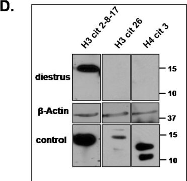 Anti-Histon-H4(Citrullin 3)-Antikörper Upstate&#174;, from rabbit