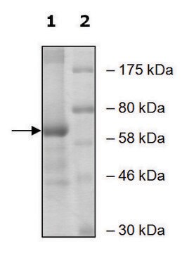 ALOX15 active human recombinant, expressed in baculovirus infected Sf9 cells, &#8805;60% (SDS-PAGE)