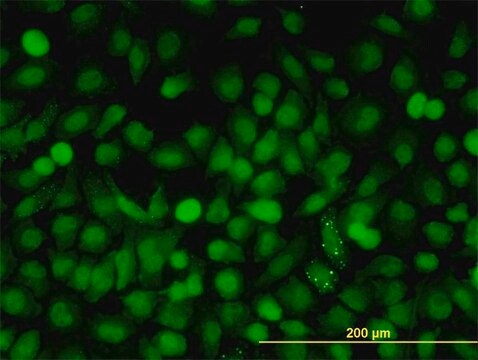 ANTI-MAPK9 antibody produced in mouse clone 3C12, purified immunoglobulin, buffered aqueous solution