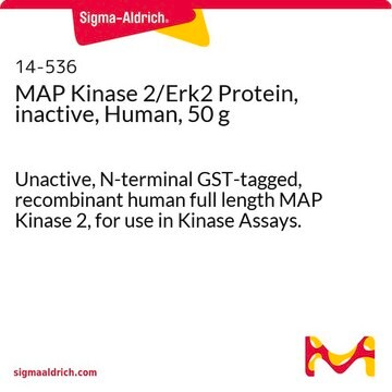 MAP Kinase 2/Erk2 Protein, inactive, Human, 50 g Unactive, N-terminal GST-tagged, recombinant human full length MAP Kinase 2, for use in Kinase Assays.