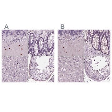 Anti-BHLHE22 antibody produced in rabbit Prestige Antibodies&#174; Powered by Atlas Antibodies, affinity isolated antibody, buffered aqueous glycerol solution