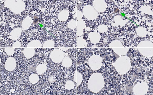 Anti-P-selectin/CD62P Antibody, clone WAPS12.2