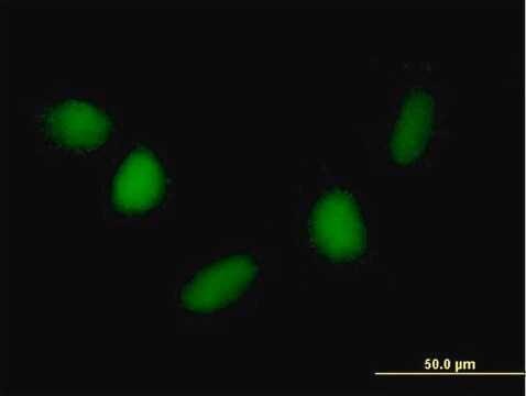 Anti-NUDT6 antibody produced in mouse purified immunoglobulin, buffered aqueous solution