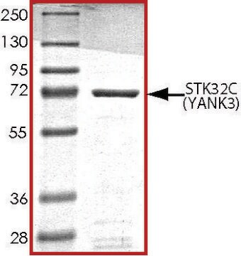 STK32C (YANK3), active, GST tagged human PRECISIO&#174;, recombinant, expressed in baculovirus infected Sf9 cells, &#8805;70% (SDS-PAGE), buffered aqueous glycerol solution