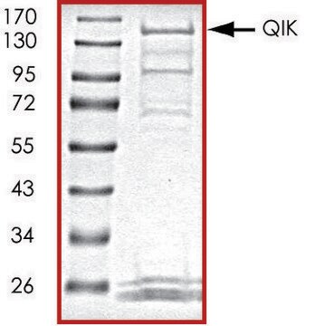 QIK、活性型、GSTタグ融合 ヒト PRECISIO&#174; Kinase, recombinant, expressed in baculovirus infected Sf9 cells, &#8805;70% (SDS-PAGE), buffered aqueous glycerol solution