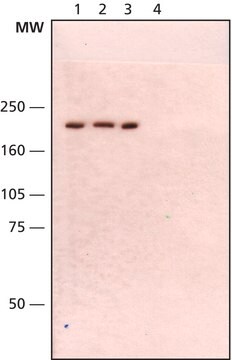 Monoclonal Anti-WRN clone 195C, purified from hybridoma cell culture