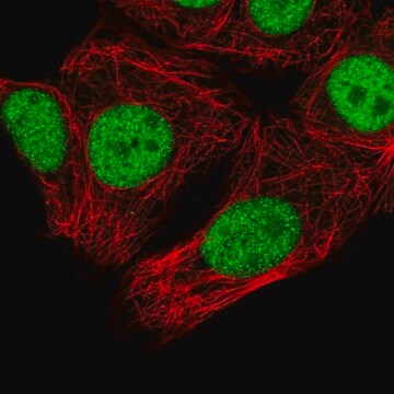 Anti-SNRPC antibody produced in rabbit Prestige Antibodies&#174; Powered by Atlas Antibodies, affinity isolated antibody