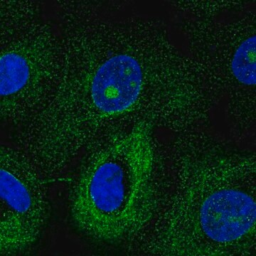 Anti-MTUS1 antibody produced in rabbit Prestige Antibodies&#174; Powered by Atlas Antibodies, affinity isolated antibody