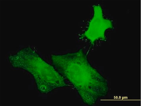 Anti-H1FOO antibody produced in mouse purified immunoglobulin, buffered aqueous solution