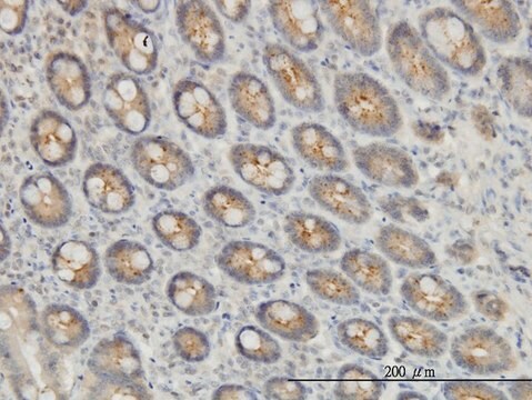 Monoclonal Anti-EXOC7 antibody produced in mouse clone 1D4, purified immunoglobulin, buffered aqueous solution