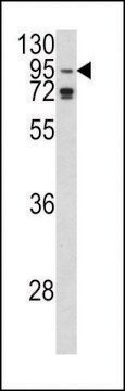 ANTI-AGO1(N-TERMINAL) antibody produced in rabbit purified immunoglobulin, buffered aqueous solution