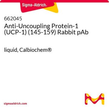 Anti-Uncoupling Protein-1 (UCP-1) (145-159) Rabbit pAb liquid, Calbiochem&#174;