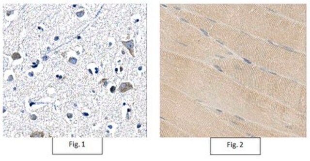 Anti-Twinkle Antibody, clone 13A10.1 clone 13A10.1, from mouse