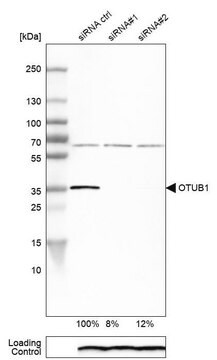 Anti-OTUB1 antibody produced in rabbit affinity isolated antibody, buffered aqueous glycerol solution