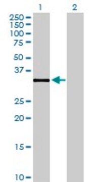 Anti-DHRS7B antibody produced in mouse purified immunoglobulin, buffered aqueous solution