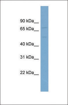 Anti-SLC7A1, (N-terminal) antibody produced in rabbit affinity isolated antibody