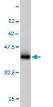 Monoclonal Anti-RAB8A antibody produced in mouse clone 3G1, purified immunoglobulin, buffered aqueous solution