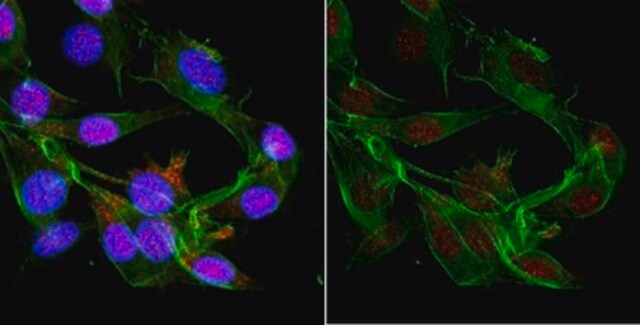 Anti-Cas9 Antibody, CT Antibody, clone 6G12-H11 clone 6G12-H11, from mouse