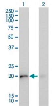 单克隆抗 KRAS 小鼠抗 clone 4F3, purified immunoglobulin, buffered aqueous solution