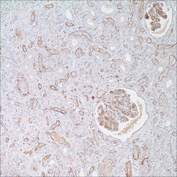 C3d Rabbit Polyclonal Antibody