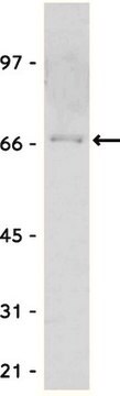 Anti-Myc Tag Antibody Upstate&#174;, from rabbit