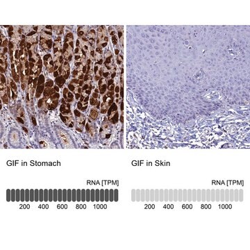 抗GIF抗体 ウサギ宿主抗体 Prestige Antibodies&#174; Powered by Atlas Antibodies, affinity isolated antibody, buffered aqueous glycerol solution