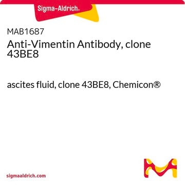 Anti-Vimentin Antibody, clone 43BE8 ascites fluid, clone 43BE8, Chemicon&#174;