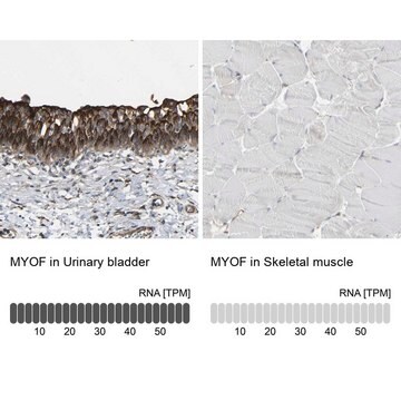 抗MYOF ウサギ宿主抗体 Prestige Antibodies&#174; Powered by Atlas Antibodies, affinity isolated antibody, buffered aqueous glycerol solution