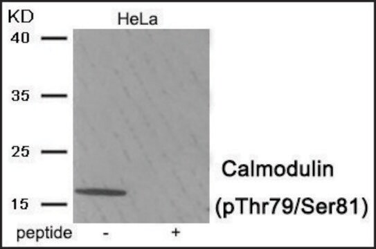 Anti-phospho-Calmodulin (pThr79/Ser81) antibody produced in rabbit affinity isolated antibody