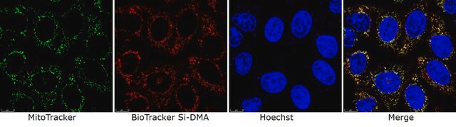 BioTracker-Si-DMA-Lebendzellfarbstoff, Singulett-Sauerstoff Live cell imaging dye for singlet oxygen (1O2) localized to mitochondria. Singlet oxygen is important in the field of cancer therapy, photodynamic medicine and other skin treatments.