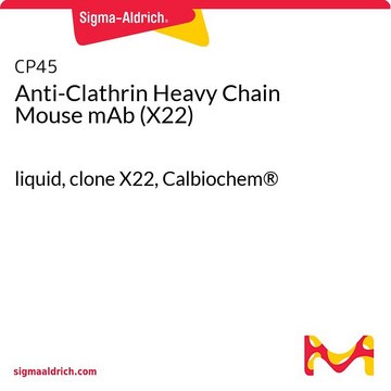 Anti-Clathrin Heavy Chain Mouse mAb (X22) liquid, clone X22, Calbiochem&#174;