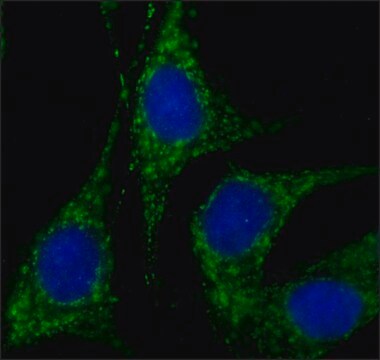 Anti-Rab18 (C-terminal) antibody produced in rabbit ~1.0&#160;mg/mL, affinity isolated antibody