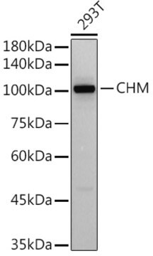 Anti-CHM Antibody, clone 2F7W2, Rabbit Monoclonal