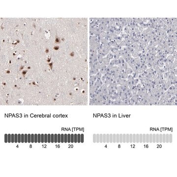 抗-NPAS3 兔抗 Prestige Antibodies&#174; Powered by Atlas Antibodies, affinity isolated antibody, buffered aqueous glycerol solution