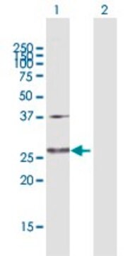 Anti-GLUD2 antibody produced in rabbit purified immunoglobulin, buffered aqueous solution