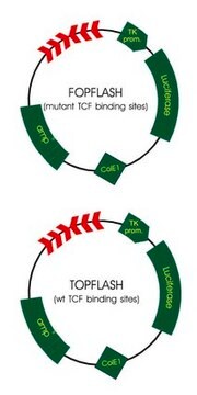 TCF-Reporter-Plasmid-Kit Set of transfection grade T cell factor (TCF) reporter plasmids for use in TOPFlash and FOPFlash wnt/b-catenin activity assays.