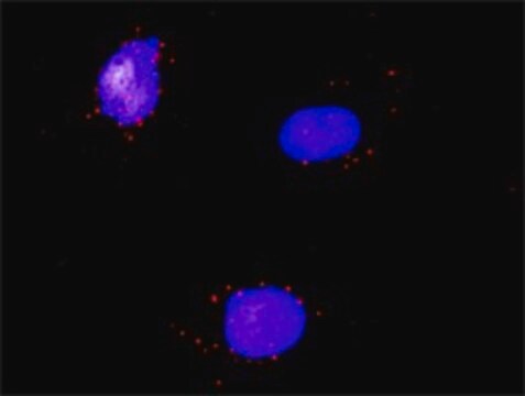 ANTI-RARA antibody produced in mouse clone 1C10, purified immunoglobulin, buffered aqueous solution