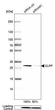 Anti-CLPP antibody produced in rabbit Prestige Antibodies&#174; Powered by Atlas Antibodies, affinity isolated antibody, buffered aqueous glycerol solution