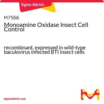 Monoamine Oxidase Insect Cell Control recombinant, expressed in wild-type baculovirus infected BTI insect cells