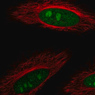 Anty-DDX23 Prestige Antibodies&#174; Powered by Atlas Antibodies, affinity isolated antibody