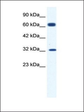 Anti-KCNN1 antibody produced in rabbit IgG fraction of antiserum