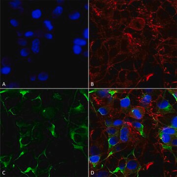 Monoclonal Anti-Gaba-B Receptor 1 - Percp antibody produced in mouse clone S93A-49, purified immunoglobulin