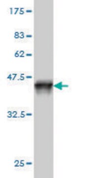 Monoclonal Anti-SNX12 antibody produced in mouse clone 2C10, purified immunoglobulin, buffered aqueous solution