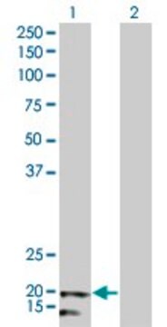 Monoclonal Anti-NDUFB5 antibody produced in mouse clone 5G5, purified immunoglobulin, buffered aqueous solution